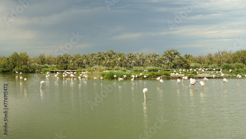 Obraz na płótnie Pink flamingos birds standing in pond, ornithological park in Camargue Regional Nature Park, France w salonie