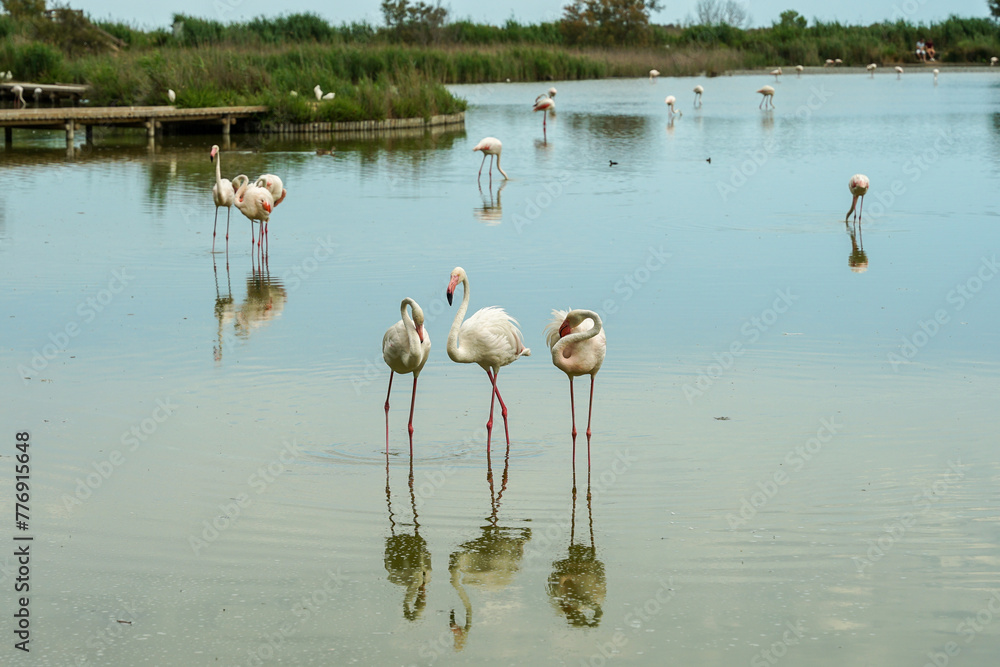 Pink flamingos birds standing in pond, ornithological park in Camargue Regional Nature Park, France