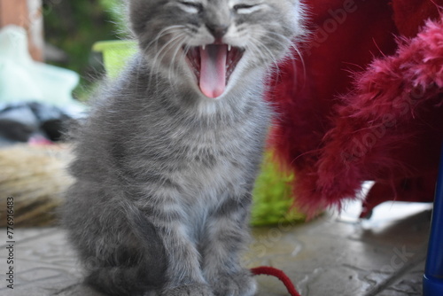 A kitten with an open mouth