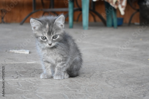 grey kitten