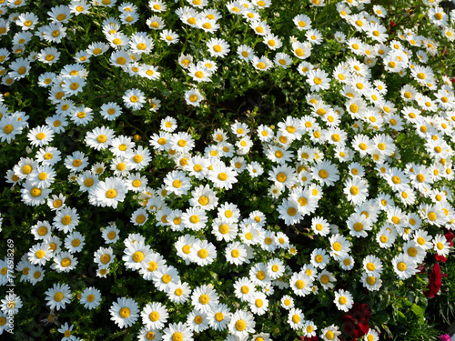 daisies in the garden	
