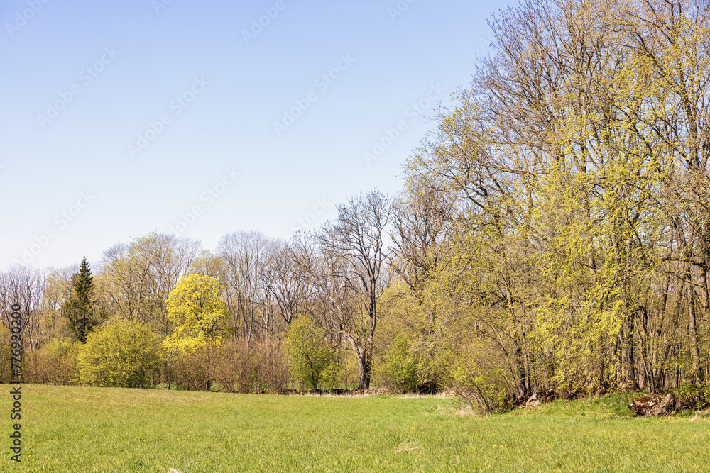 Forest edge by a field with budding trees at springtime