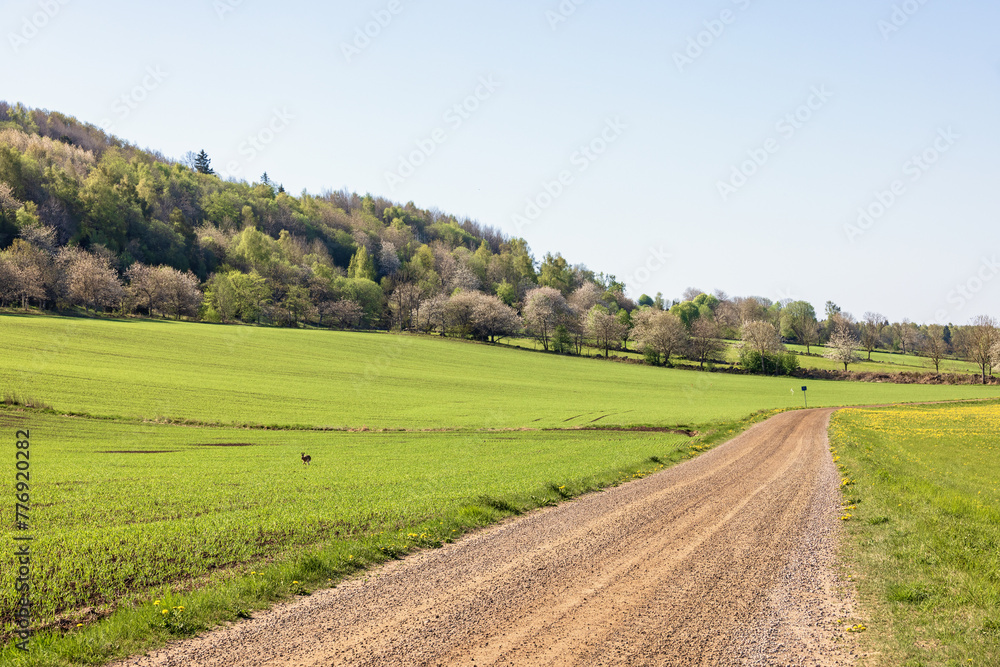 Gravel road in the countryside with flowering Cherry trees on a hill