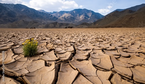 Drought desert cracked ground and desert flower. Califlornia. Death Valley. USA
