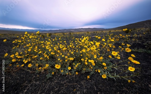 Yellow desert flowers at sunset. Death Valley. Califlornia. USA