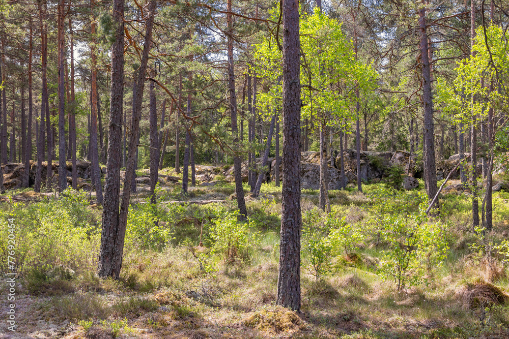 Fototapeta premium Pine forest with rocks in a desolate landscape in the summer