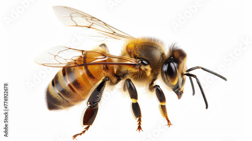Honey bee walking isolated on white background © paulmalaianu