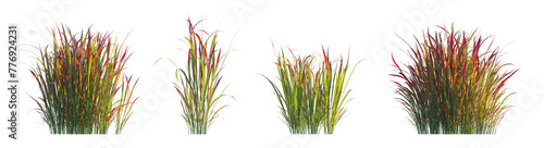 Imperata Cylindrica Rubra (Japanese Blood Grass, Red Baron) set isolated frontal png perfectly cutout high resolution  photo