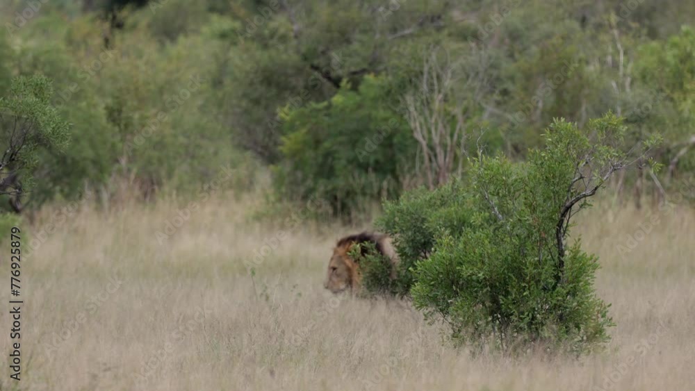 Male lion on the move Male lion on the move