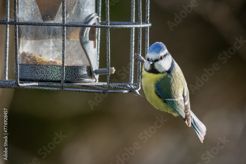Captured on a bird feeder is a close up photograph of a common blue tit, Cyanistes caeruleus.There are no people and space for text