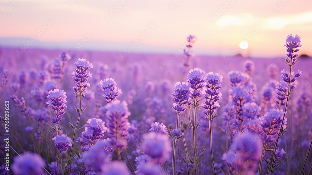 field pastel purple flower