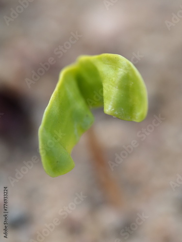 Maple green sprout in the sand