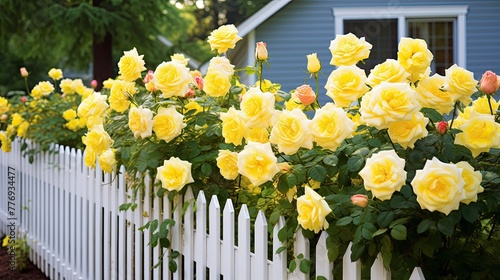 countryside yellow rose border