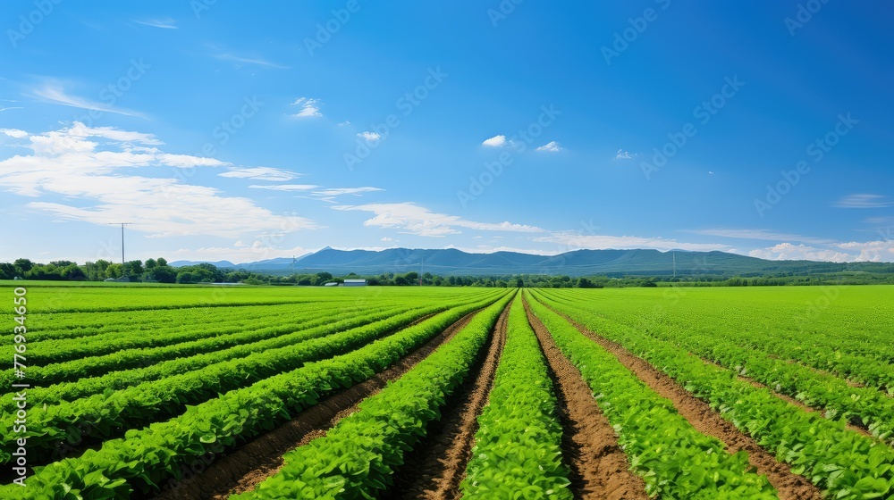 plants vegetable crop farm