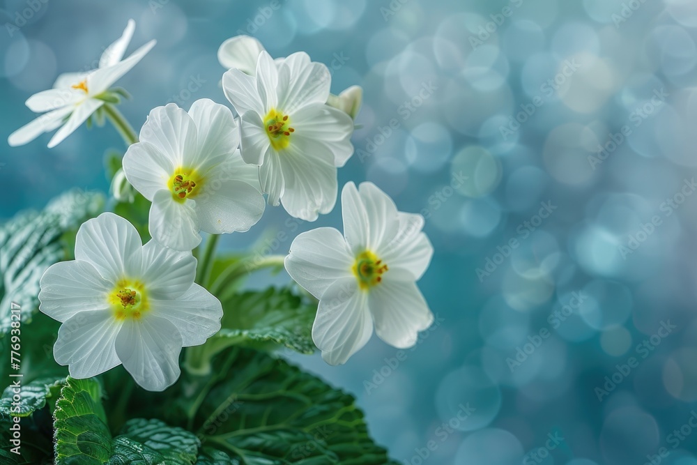 Spring forest white primroses on blue background floral nature. Spring forest white primroses on blue background floral nature.