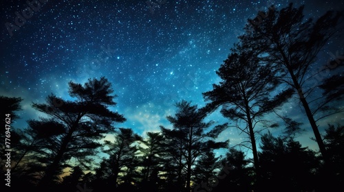forest star sky tree