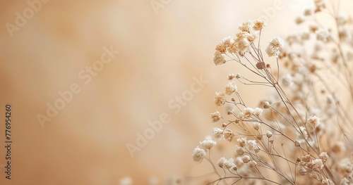 Dried Flowers in a Minimalistic Design, Their Delicate Forms Enhanced by a Beige Blur with copy space © Gasspoll
