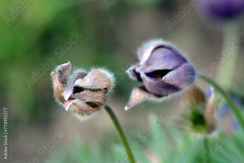 Two Pulsatilla vulgaris or Pasque flower or Pasqueflower or European pasqueflower or Danes blood herbaceous perennial flowering plants with distinctive forming silky seed-heads on long soft silver © hecos
