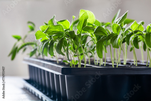 Young green shoots of seedlings grow in plastic containers for seedlings
