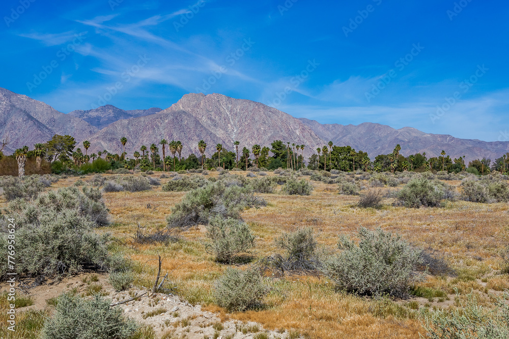 Palm thickets against the backdrop of a mountain range. Location is Southern California Palm thickets against the backdrop of a mountain range. Location is Southern California
