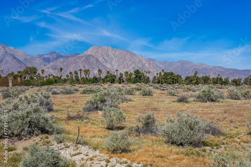 Palm thickets against the backdrop of a mountain range. Location is Southern California