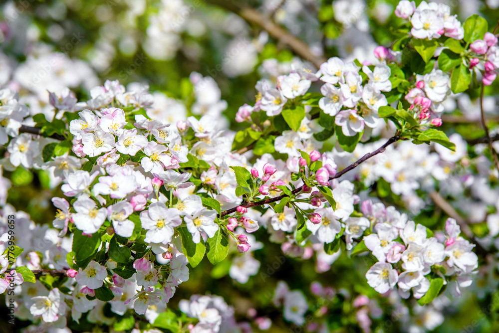 appletree blossom branch in the garden in spring
appletree blossom branch in the garden in spring