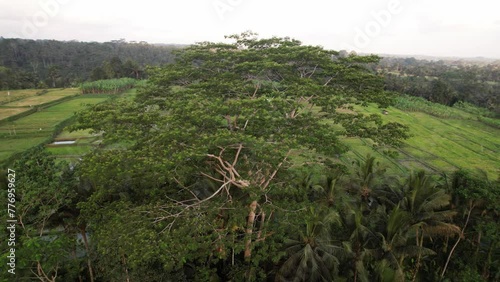 Big Sengon tree aerial shot, camera fly around sprawling crown, harvested rice fields seen on background around. Tropical plants of central Bali countryside, other trees grow along hollowed road photo