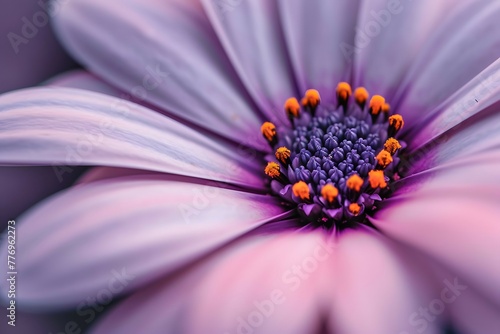 A macro photograph of a pastel-colored osteospermum flower with a radiant blue and yellow center, surrounded by soft pink and white petals