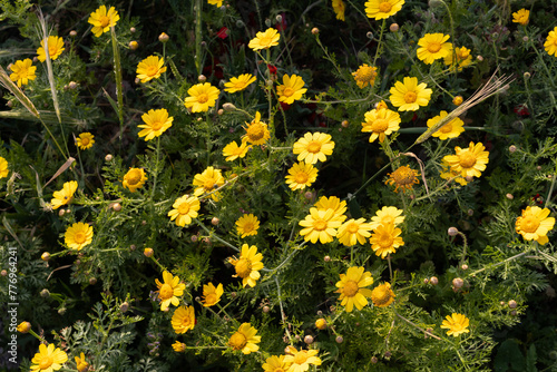 Blooming Yellow Wildflowers Field