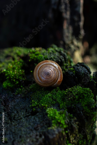 Snails shell on moss