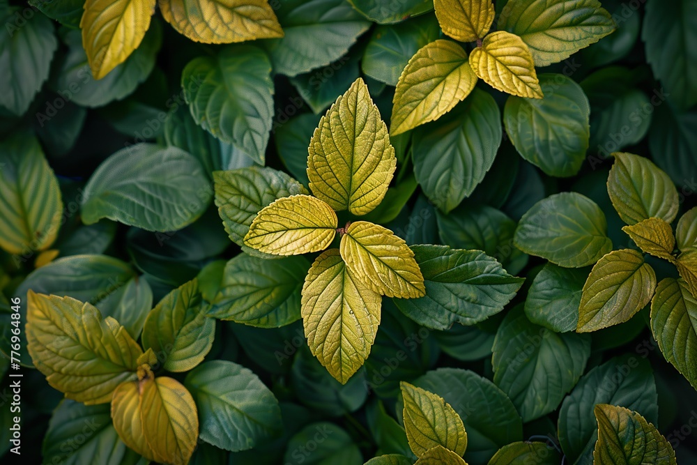 Fototapeta premium toxic green macro leaves background, vintage tone