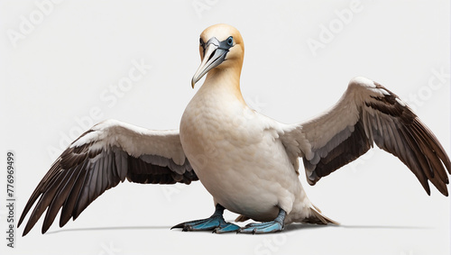 gannet bird on transaprent background photo