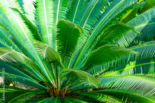 Close up nature view of green leaf and palms background. Flat lay  dark nature concept  tropical leaf cycas revoluta