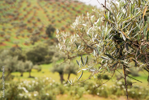 Ovejas y borregos, paridera