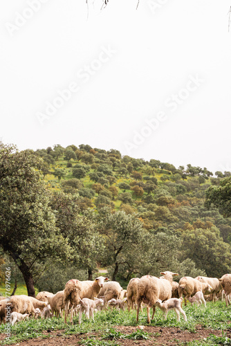 Ovejas y borregos, paridera