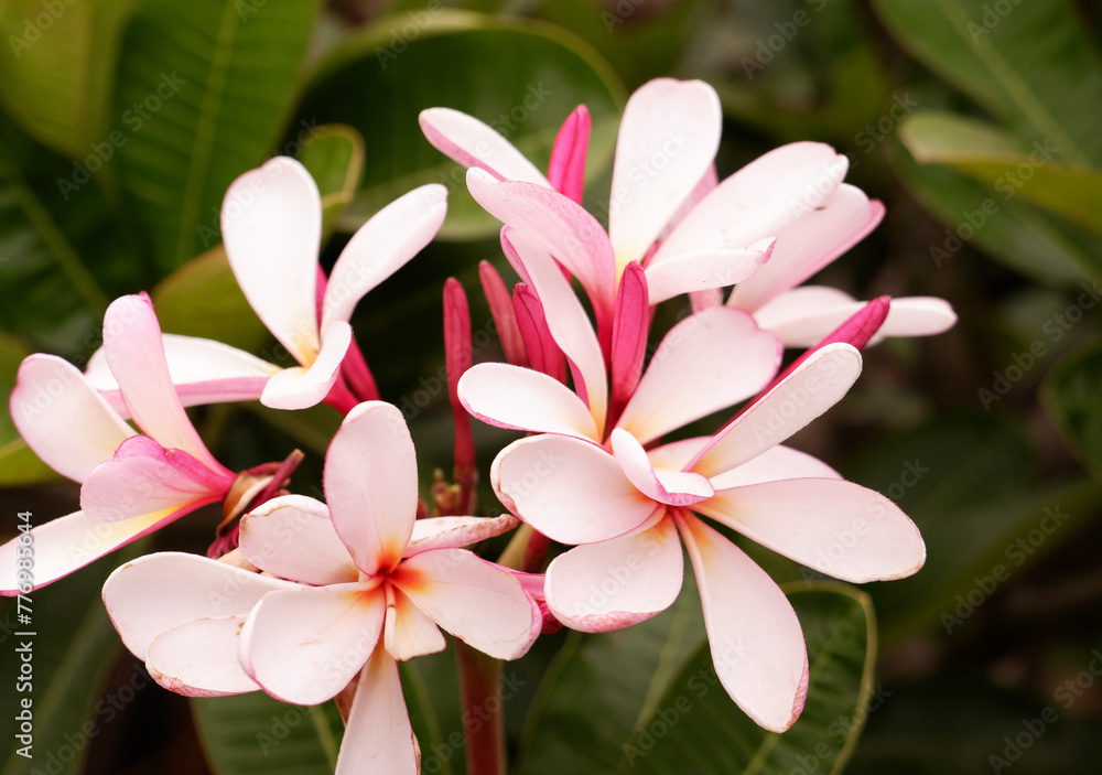 Fototapeta premium Blooming frangipanis or plumeria tree in garden 
