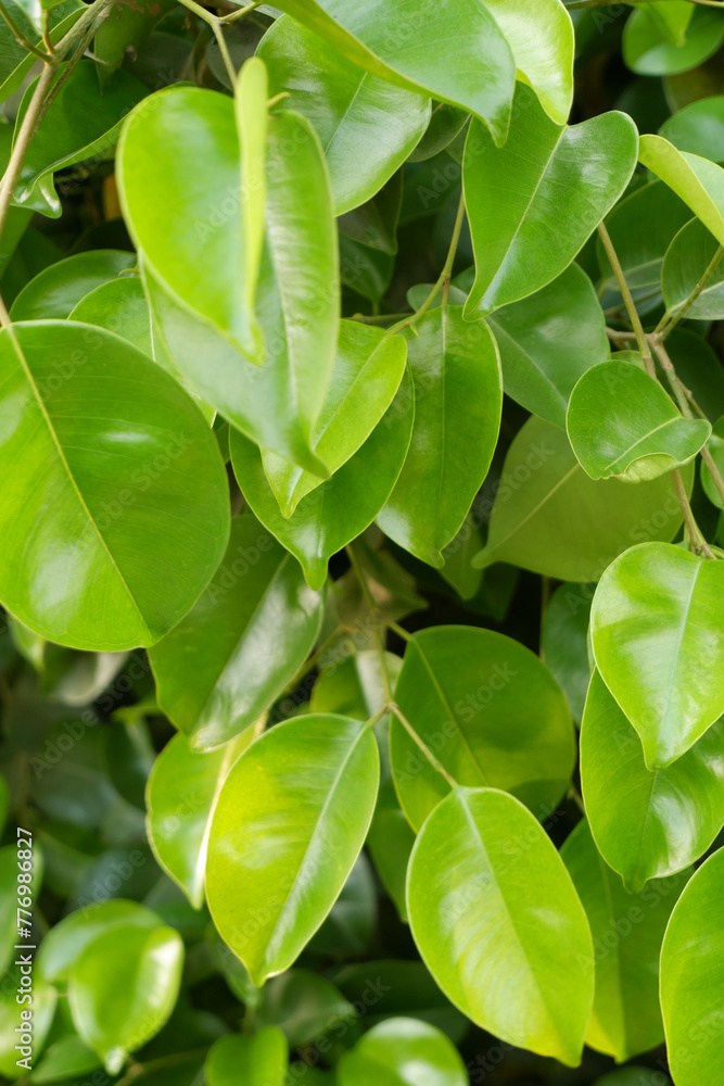 Green tree leaves close-up as background.