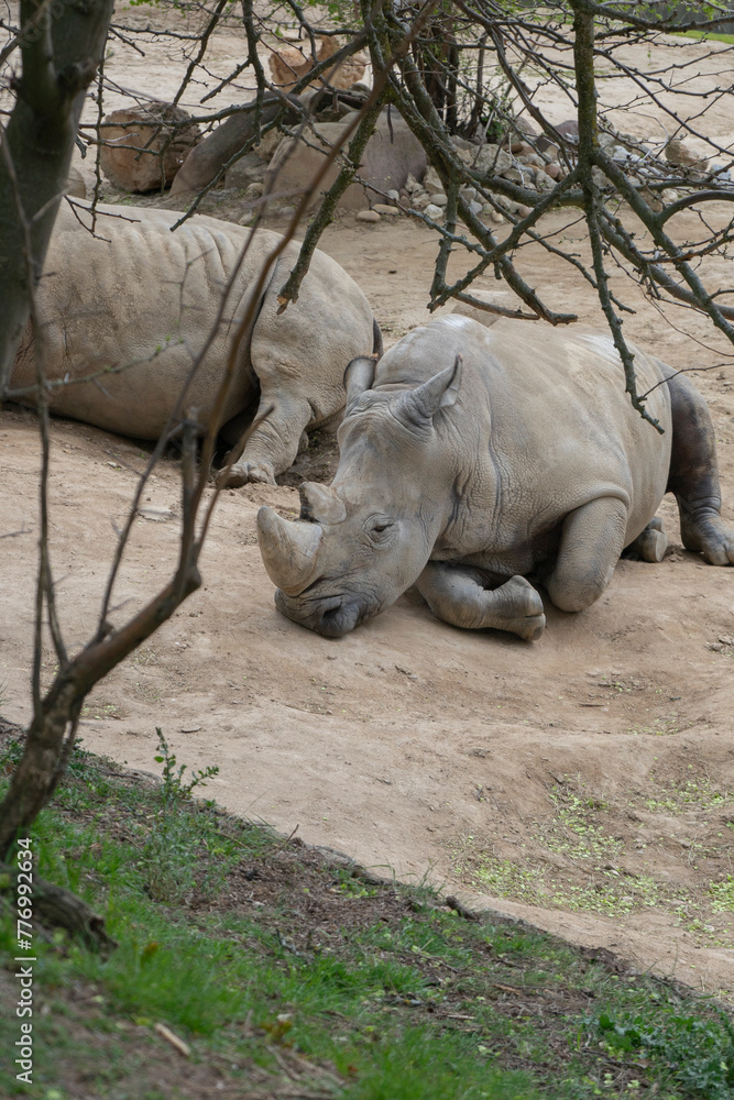 Fototapeta premium Guardian of the Savannah: The Mighty African Rhinoceros