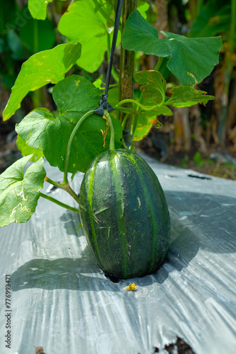 fresh blewah or Cucumis melo var. cantalupensis plants in the garden. little green, close up photo