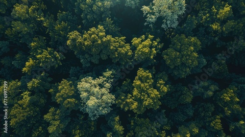 Oak tree forest  view from the top  fresh weather. Generative AI.