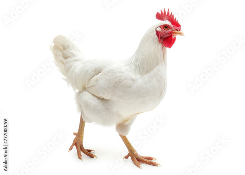 Hen with white feathers and red combs have spurs