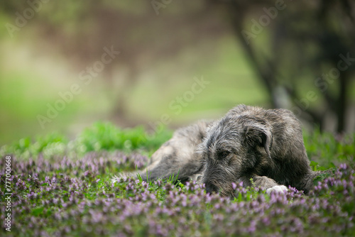 Irish Wolfhound in green grass