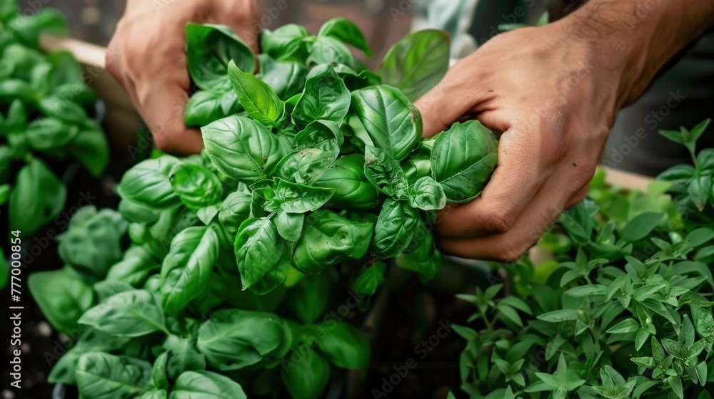 close up photo of male farmer picking basil stems from a wooden container close up photo of male farmer picking basil stems from a wooden container