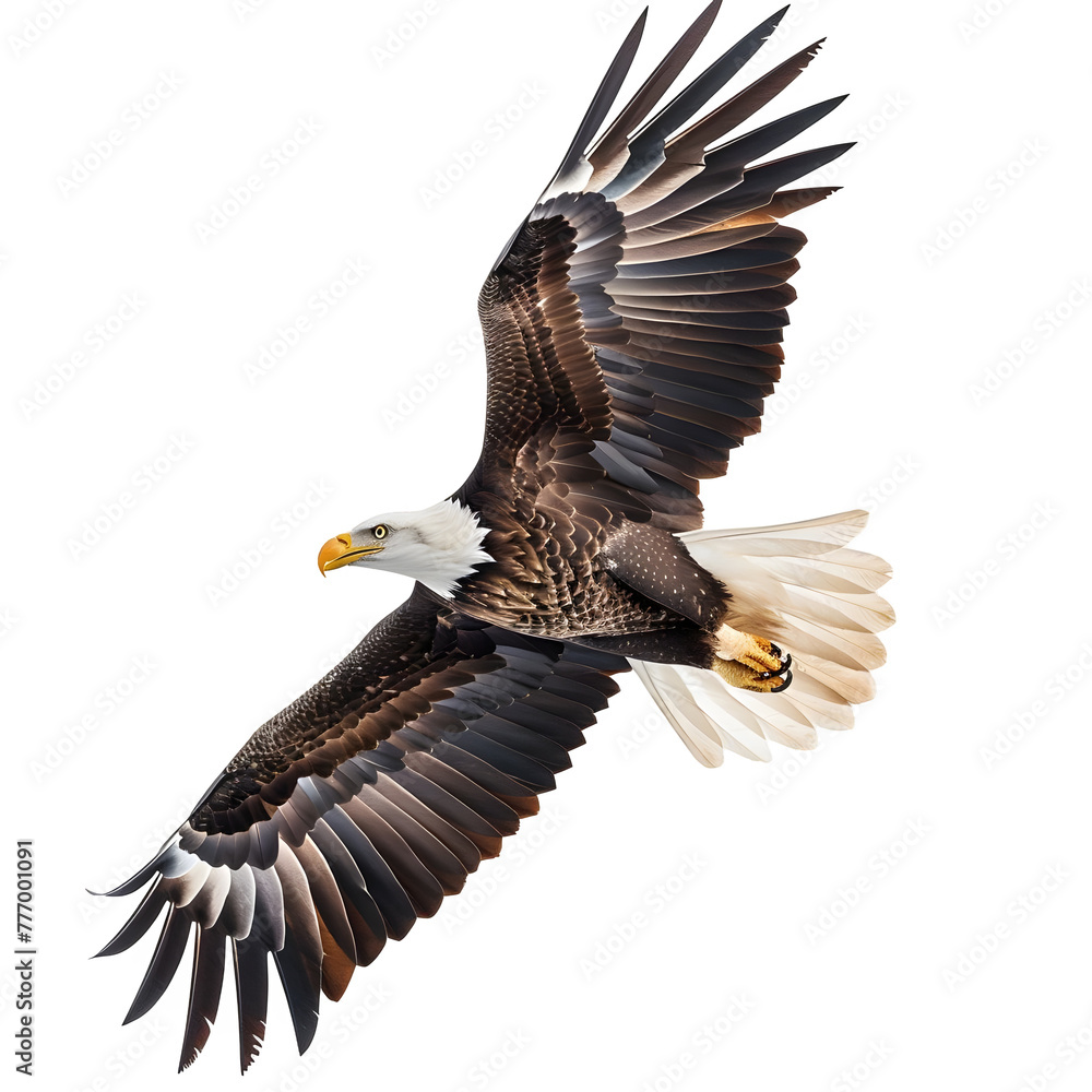 Fototapeta premium bald eagle in motion isolated white background