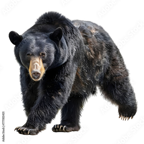 american black bear in motion isolated white background