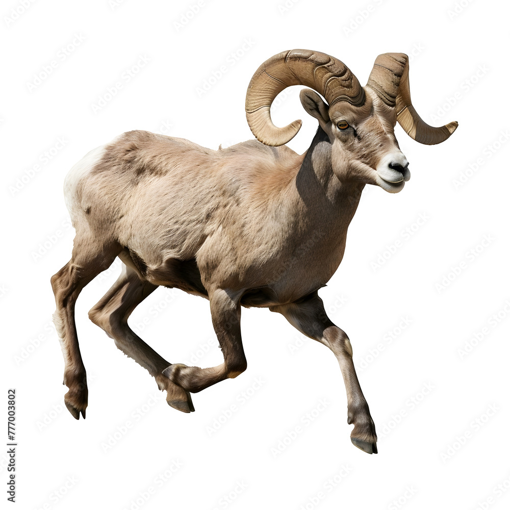 bighorn sheep in motion isolated white background bighorn sheep in motion isolated white background