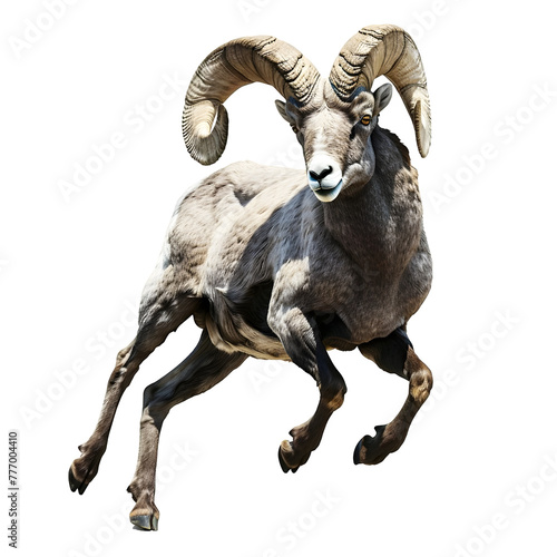 bighorn sheep in motion isolated white background