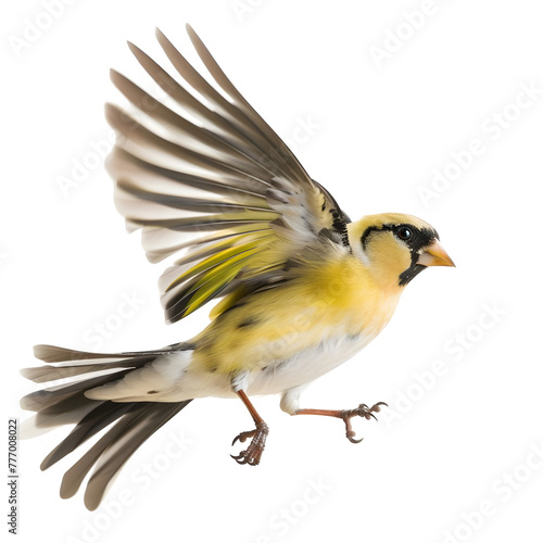 american goldfinch in motion isolated white background © konstantin.bot
