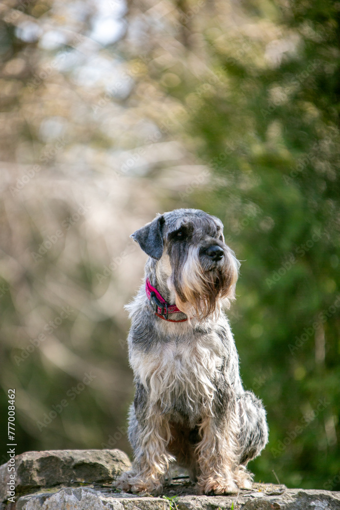 Miniature Schnauzer in summer locations Miniature Schnauzer in summer locations