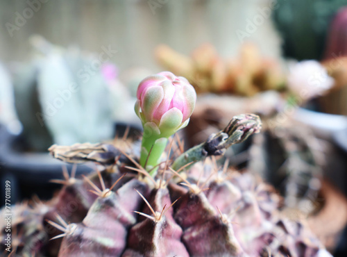 Gymnocalycium The cactus is developing pink buds next to the dried flowers. Put it on the table together with other pots.